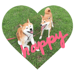 [LINEスタンプ] 柴犬兄弟DK Shibainu Daimon＆Kobushi 002