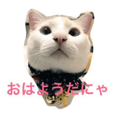 [LINEスタンプ] ほたて 猫