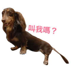 [LINEスタンプ] Dachshund's everyday expressions