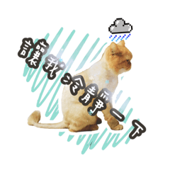 [LINEスタンプ] BaoBao Cat