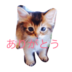 [LINEスタンプ] Somapon cat