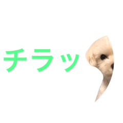 [LINEスタンプ] 犬 マルチーズスタンプ