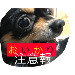 [LINEスタンプ] みんなのこいぬたち