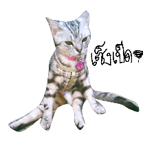 [LINEスタンプ] MaewMeow