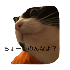 [LINEスタンプ] くろすけのスタンプ