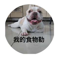 [LINEスタンプ] French Bulldog-KingTour