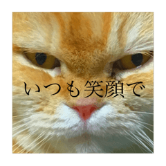 [LINEスタンプ] wanikoの心境