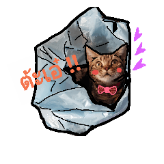 [LINEスタンプ] Cat Stories V.1