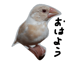 [LINEスタンプ] 文鳥 ヒナバージョン001