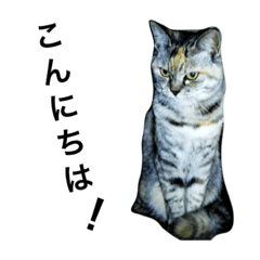 [LINEスタンプ] 猫語録。あいさつ系