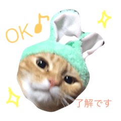 [LINEスタンプ] 毎日リンちゃん