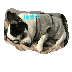 [LINEスタンプ] 可愛狗狗肉丸的日常