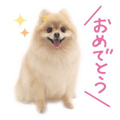 [LINEスタンプ] ポメのもみたん