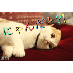 [LINEスタンプ] ねこのしゅしゅ 写真スタンプ