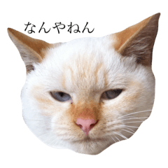 [LINEスタンプ] 野良猫のマーチ