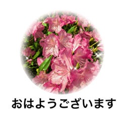 [LINEスタンプ] お花のささやき（丁寧な言葉）