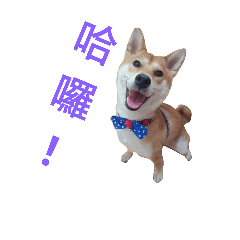 [LINEスタンプ] Shiba lnu dialogue