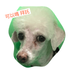 [LINEスタンプ] Q funny dog