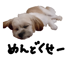 [LINEスタンプ] うちの茶太郎