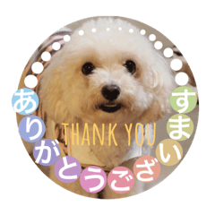 [LINEスタンプ] moco_dog