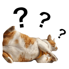 [LINEスタンプ] 猫語録。？系