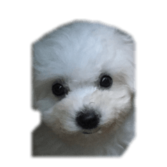 [LINEスタンプ] Bichon DuPi