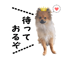 [LINEスタンプ] 可愛いポメラニアンのナル