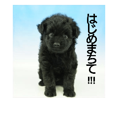 [LINEスタンプ] 黒ポメプー くぅ の はじめまちて