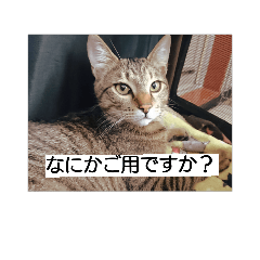 [LINEスタンプ] にしんとこんぶ