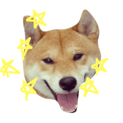 [LINEスタンプ] 柴犬兄弟DK Shibainu Daimon＆Kobushi 004