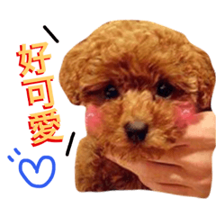 [LINEスタンプ] A mini poodle called Miniの画像（メイン）