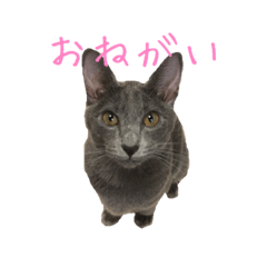 [LINEスタンプ] コラット！ここちゃん！！