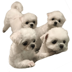 [LINEスタンプ] 4 Dogs A Happy Day