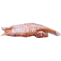 [LINEスタンプ] うちの可愛い猫たち