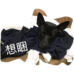 [LINEスタンプ] dog life everday