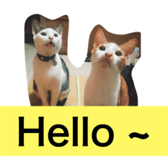 [LINEスタンプ] My funny cats Part1