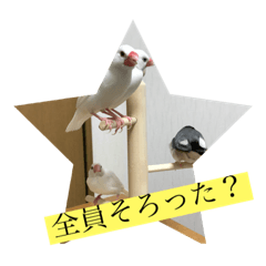 [LINEスタンプ] 文鳥さんの家族