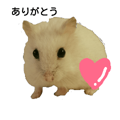 [LINEスタンプ] ハムスターのハクはいつもお腹が空いている