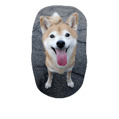 [LINEスタンプ] shiba-zhizhi