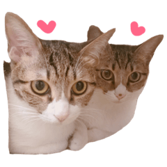 [LINEスタンプ] LovelyCats1210