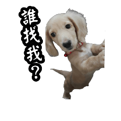 [LINEスタンプ] MiuMiu want to say something.