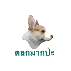 [LINEスタンプ] Casa the Corgi