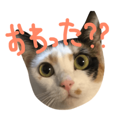 [LINEスタンプ] こむぎとつき