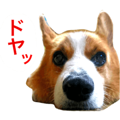 [LINEスタンプ] コーギーのチャックさん