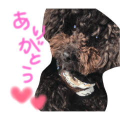 [LINEスタンプ] こたろうときどきみるく