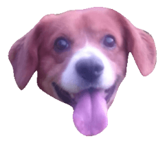 [LINEスタンプ] asahi is dog