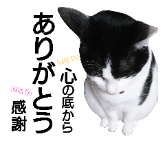 [LINEスタンプ] ハチワレももた