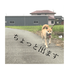 [LINEスタンプ] 我が家のお犬様①