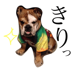 [LINEスタンプ] ブルドッグ  タンク その二