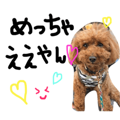 [LINEスタンプ] トイプーのエルモ君の日常会話〜大阪弁〜